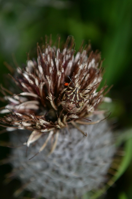 Graphosoma italicum - csíkos pajzsospoloska