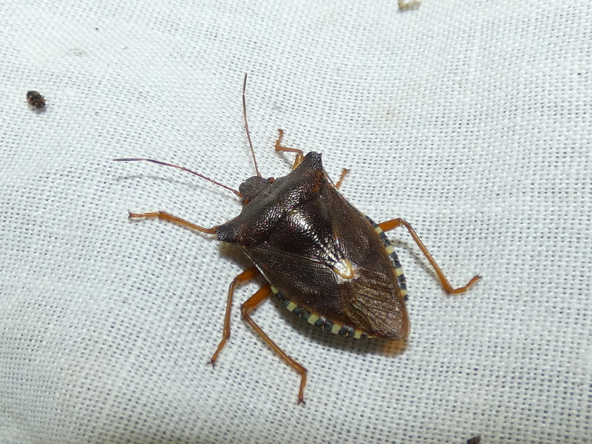 Pentatoma rufipes - vöröslábú címerespoloska Pentatoma rufipes - vöröslábú címerespoloska