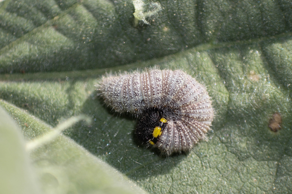 Carcharodus alceae - mályva-busalepke