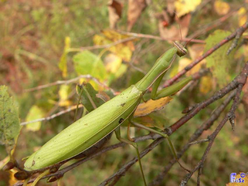 Mantis religiosa - imádkozósáska