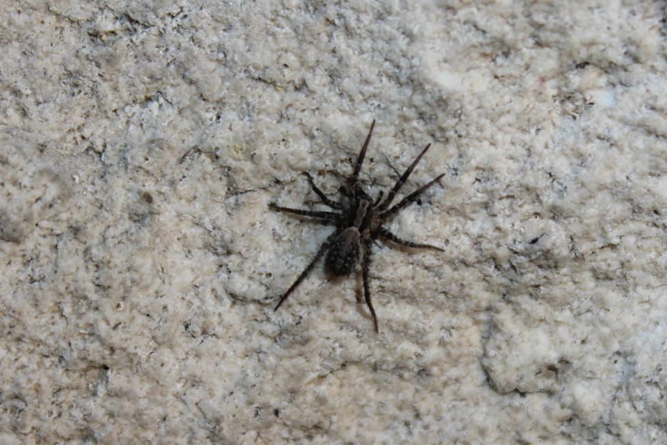 Pardosa