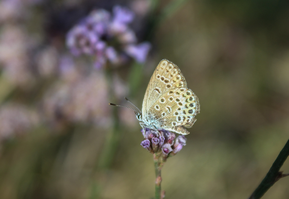 Plebejus argus - ezüstös boglárka