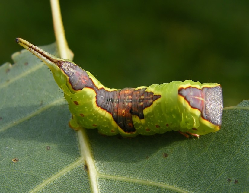 Furcula bifida - kis púposszövő