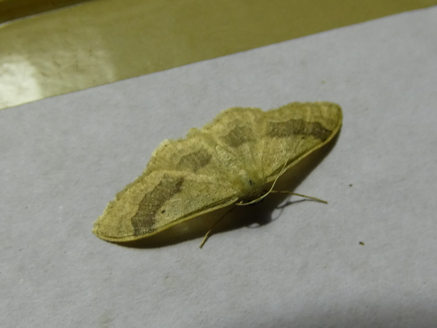 Idaea aversata - nagy sávosaraszoló