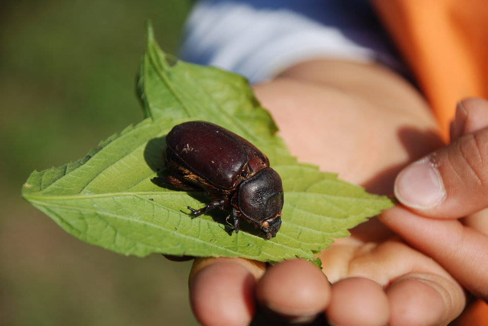 Oryctes nasicornis - orrszarvú bogár