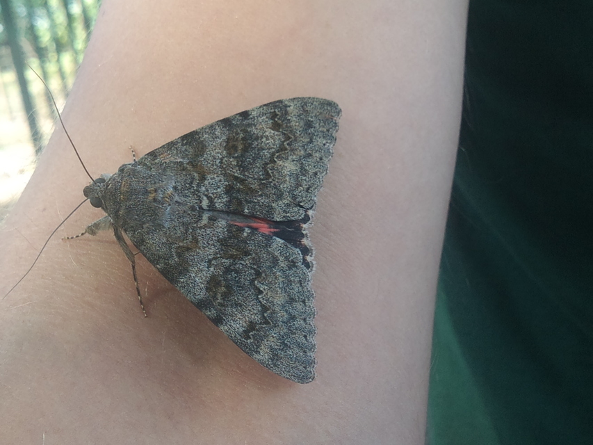 Catocala elocata - közönséges övesbagoly