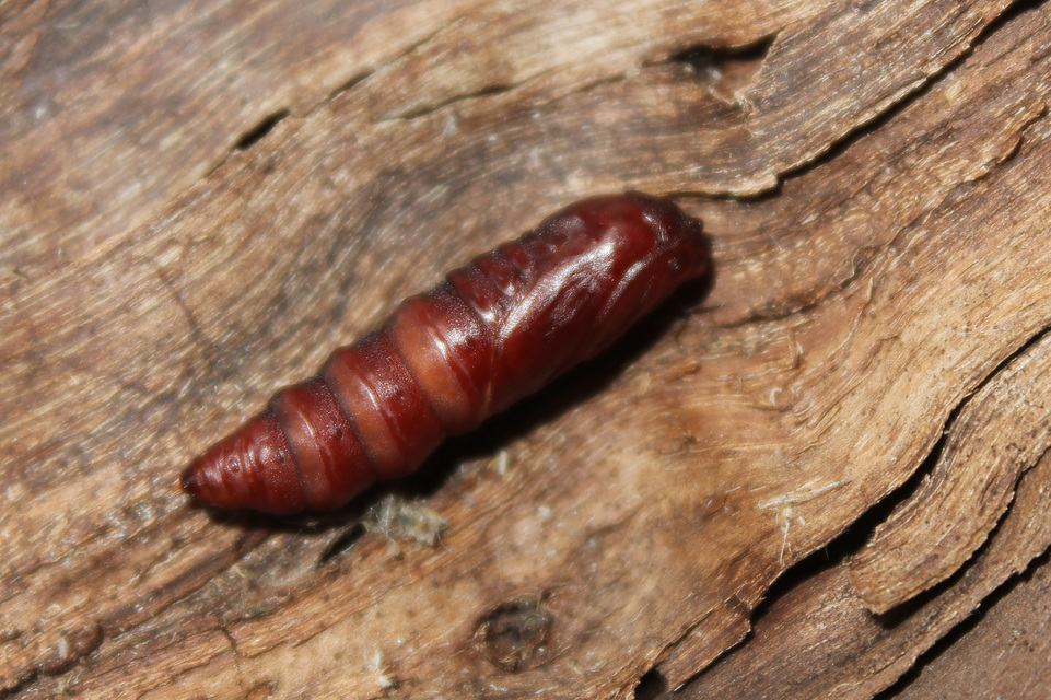 Acronicta euphorbiae - kutyatej-szigonyosbagoly