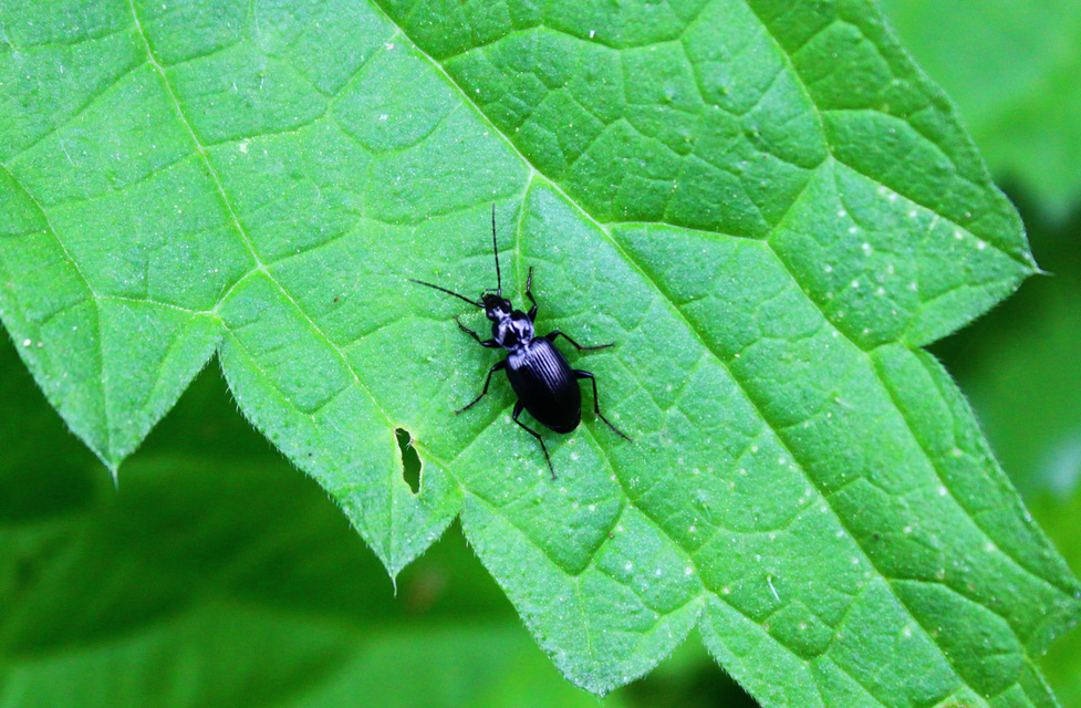 Agonum Agonum