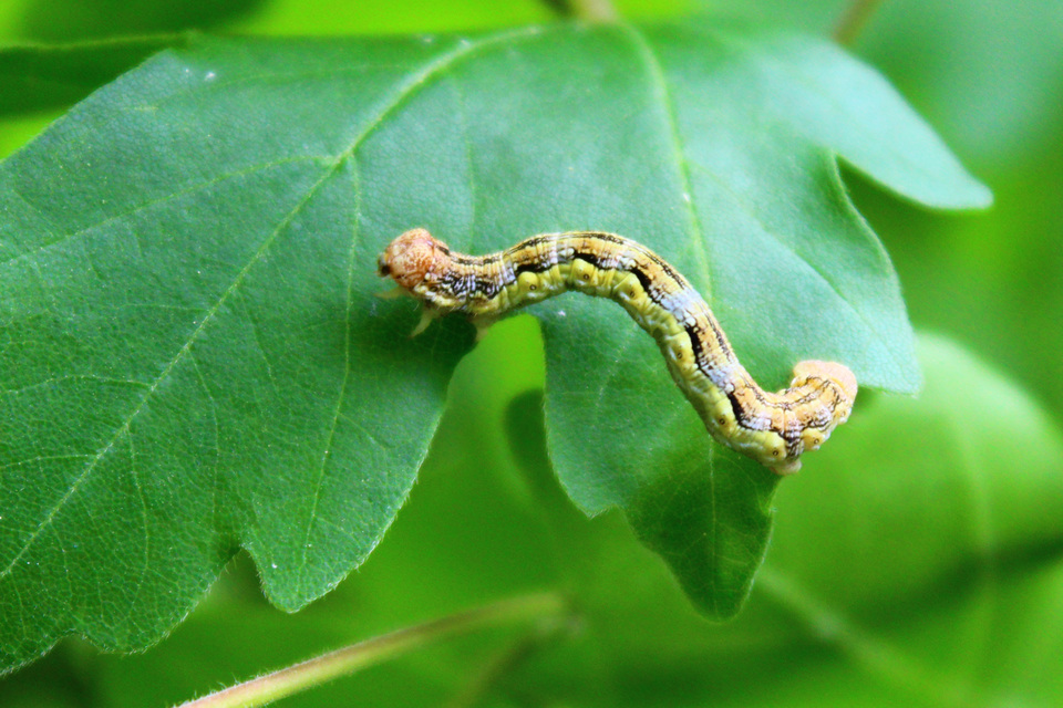 Erannis defoliaria - nagy téliaraszoló