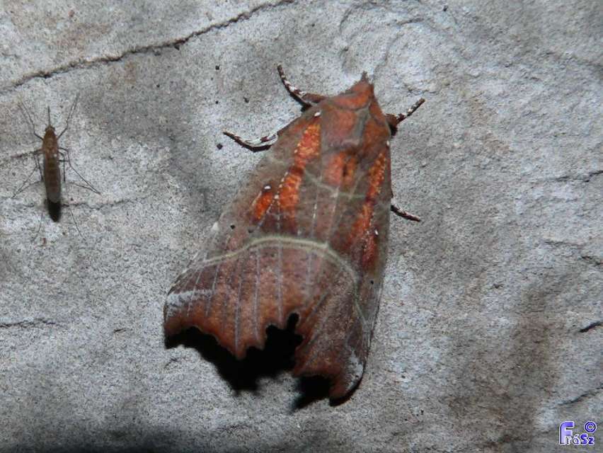 Scoliopteryx libatrix - vörös csipkésbagoly
