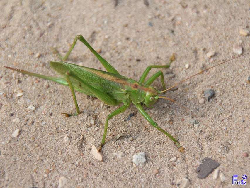 Tettigonia cantans - éneklő lombszöcske