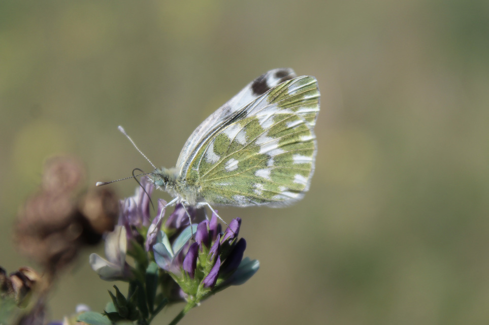 Pontia edusa - rezedalepke