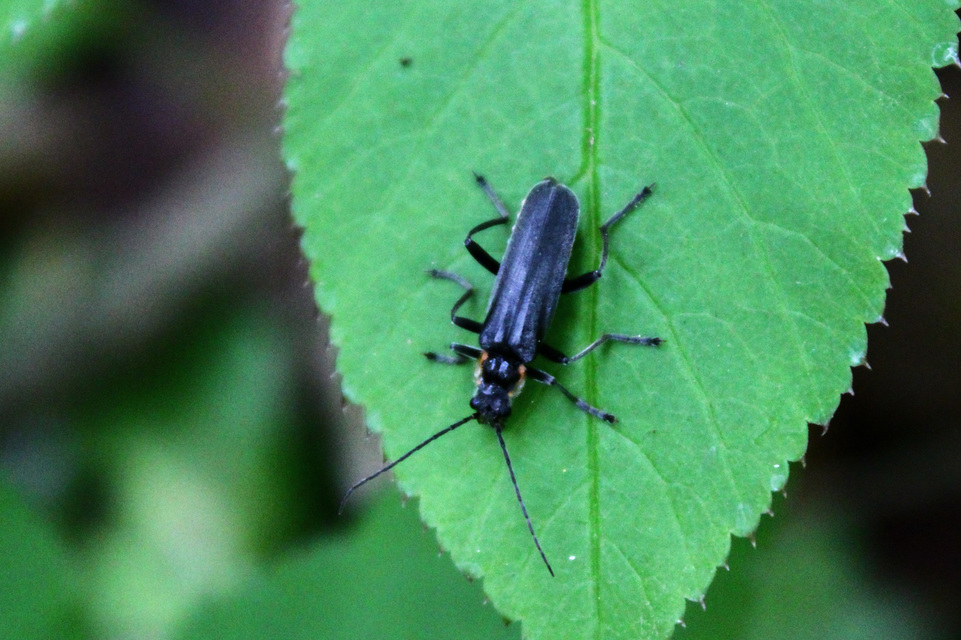 Cantharis