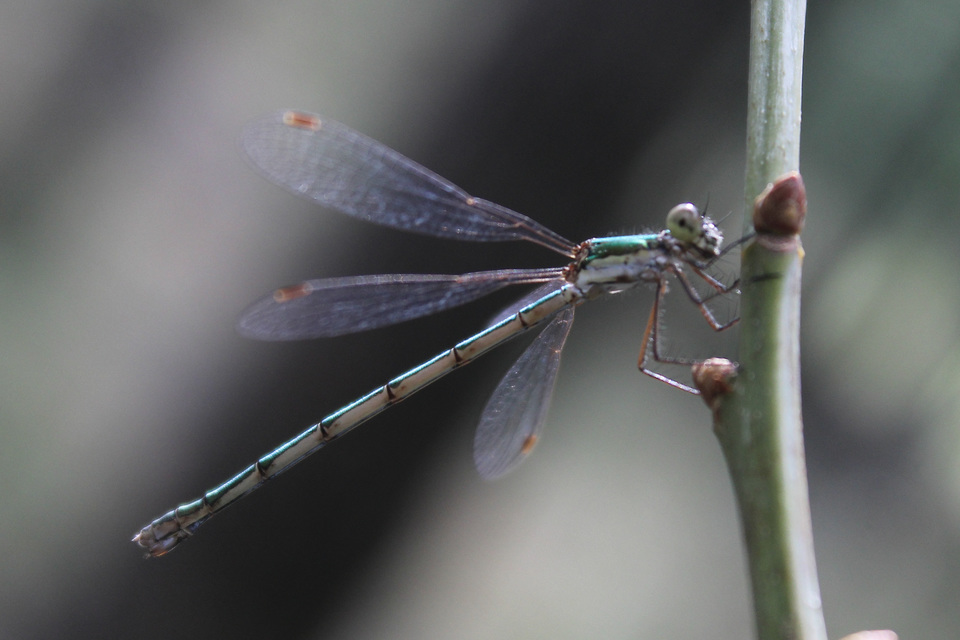 Lestes virens