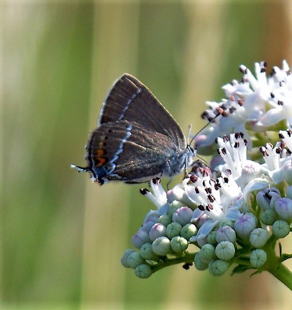 Satyrium spini - kökény-csücsköslepke