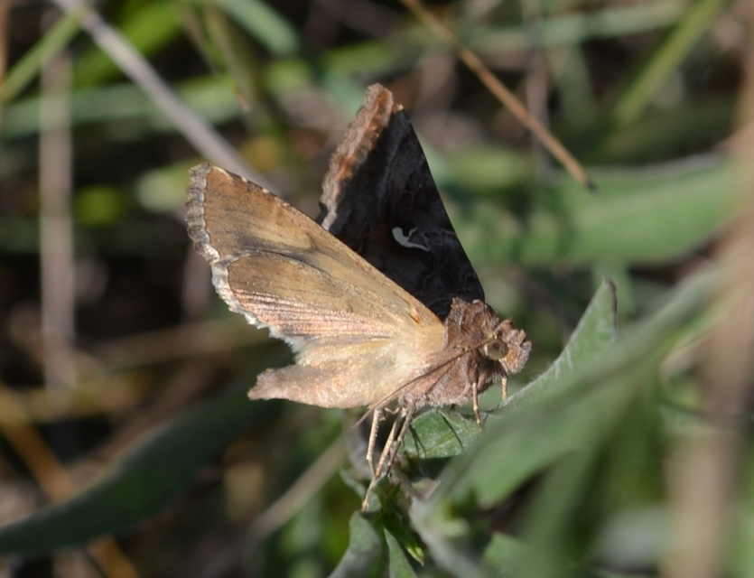 Autographa gamma - gammalepke