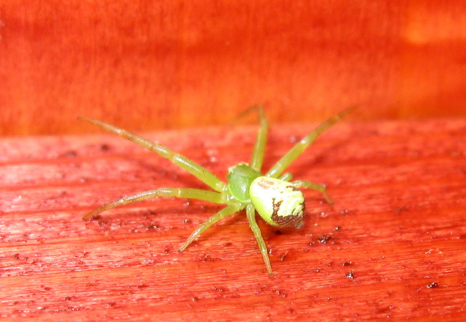 Ebrechtella tricuspidata - alakoskodó karolópók