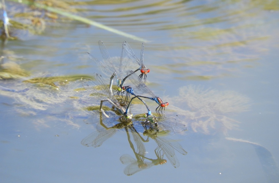 Erythromma viridulum - kis pirosszemű-légivadász