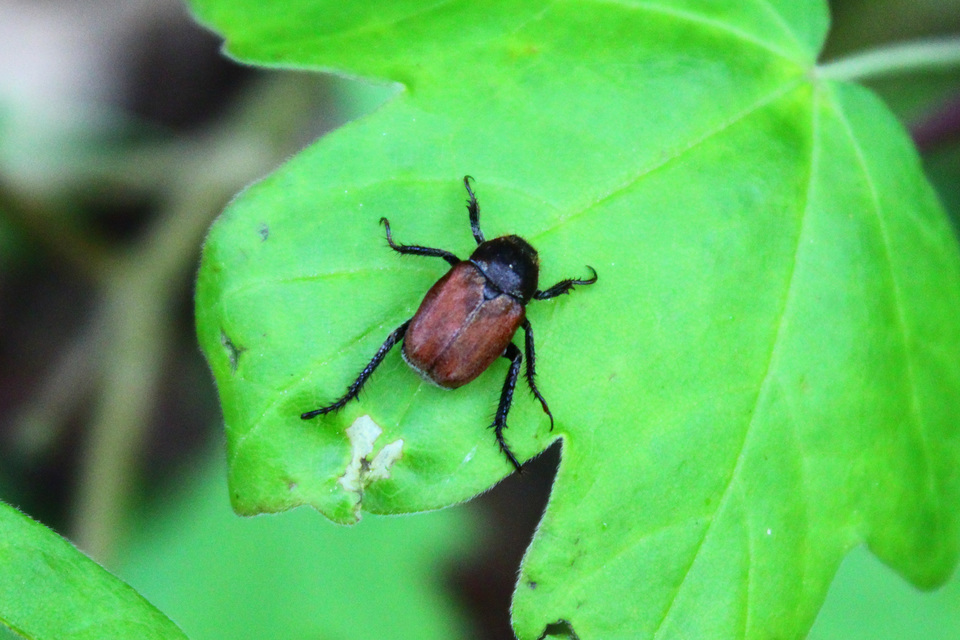 Hoplia philanthus