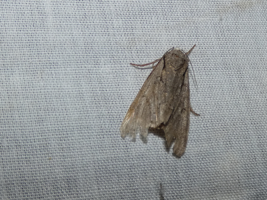 Acronicta cuspis/tridens/psi