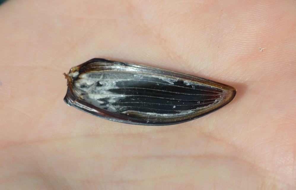 Hydrophilus