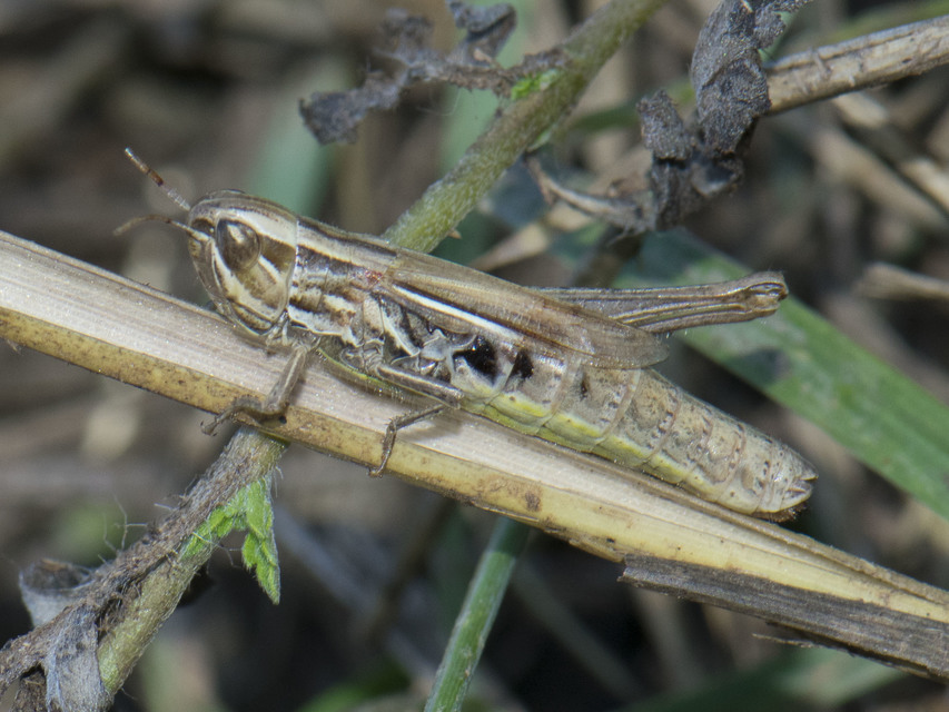 Euchorthippus declivus - rövidszárnyú rétisáska