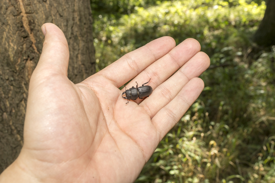 Dorcus parallelipipedus - kis szarvasbogár