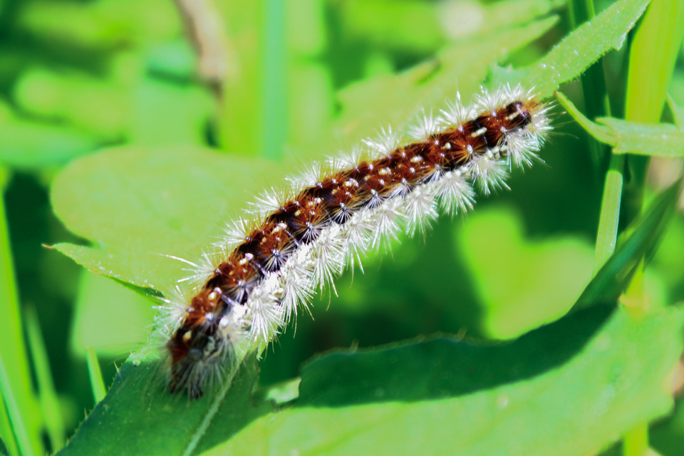 Rhyparia purpurata - bíborszínű medvelepke
