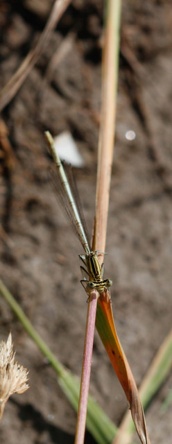 Platycnemis pennipes - széleslábú szitakötő