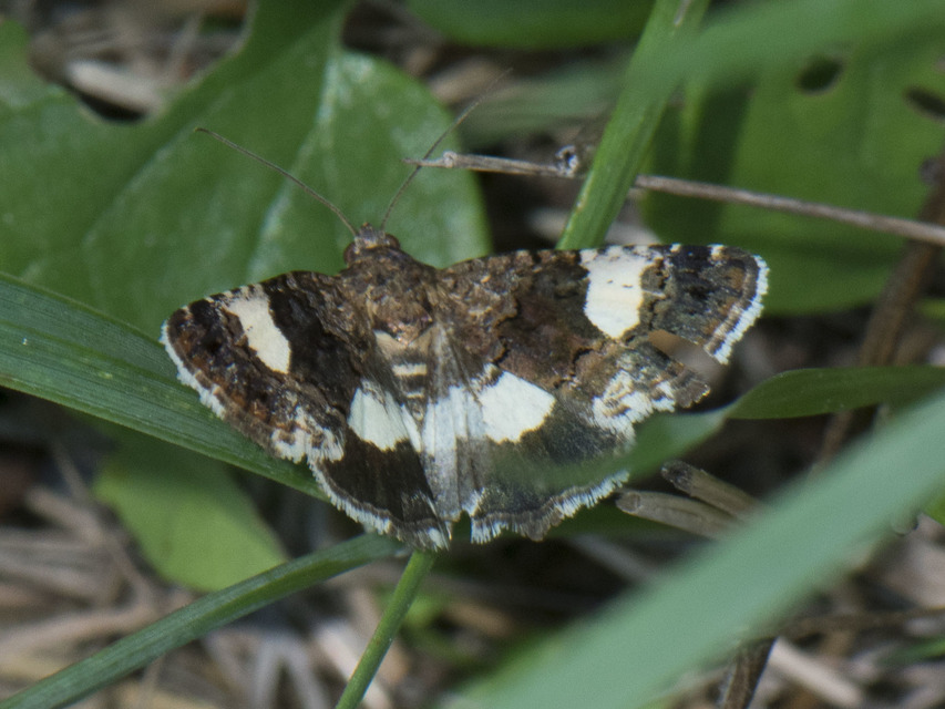Tyta luctuosa - fekete nappalibagoly