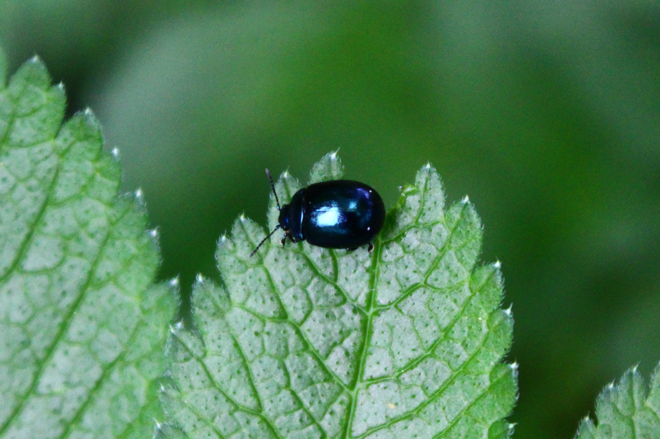 Chrysolina varians - kis orbáncfűlevelész