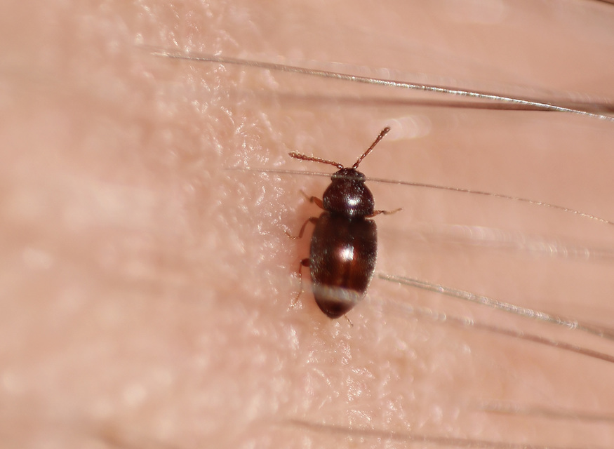 Cryptophagidae - penészbogárfélék