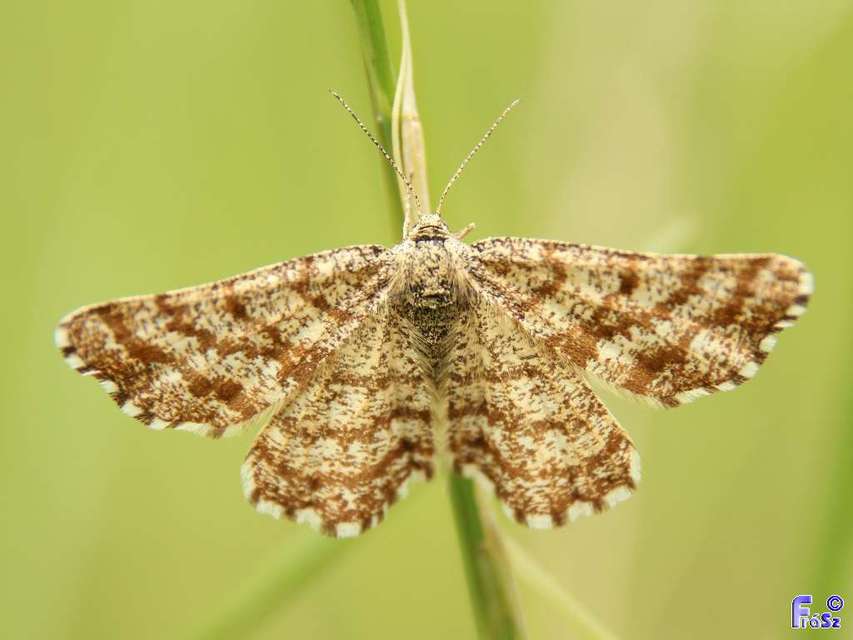 Ematurga atomaria - barna rétiaraszoló