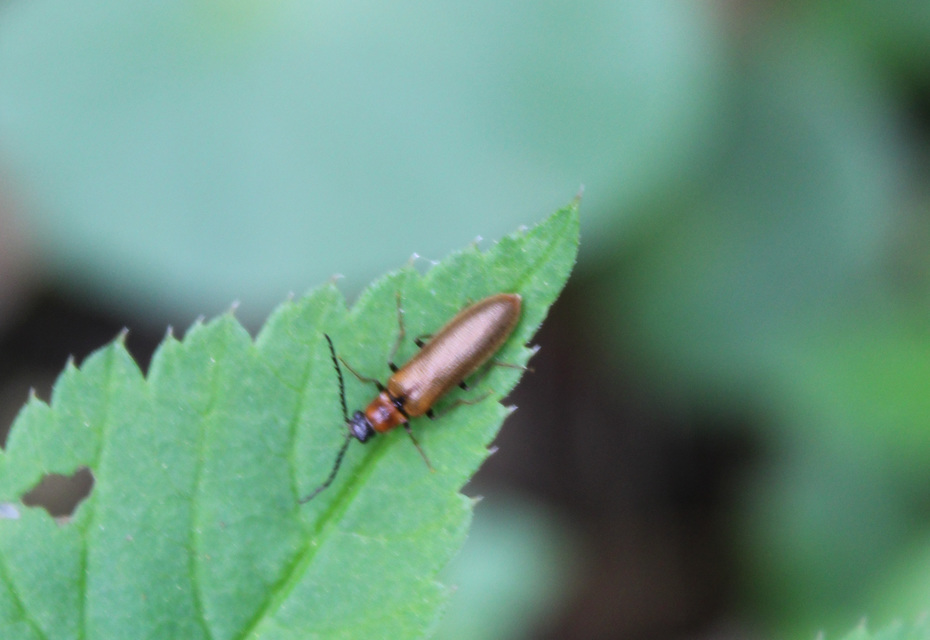Denticollis linearis - dülledtszemű pattanó