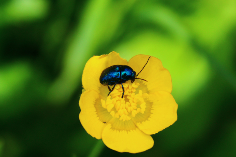 Cryptocephalus