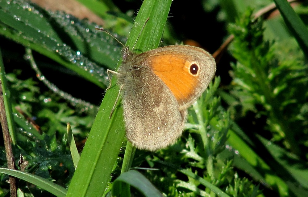 Coenonympha pamphilus - kis szénalepke