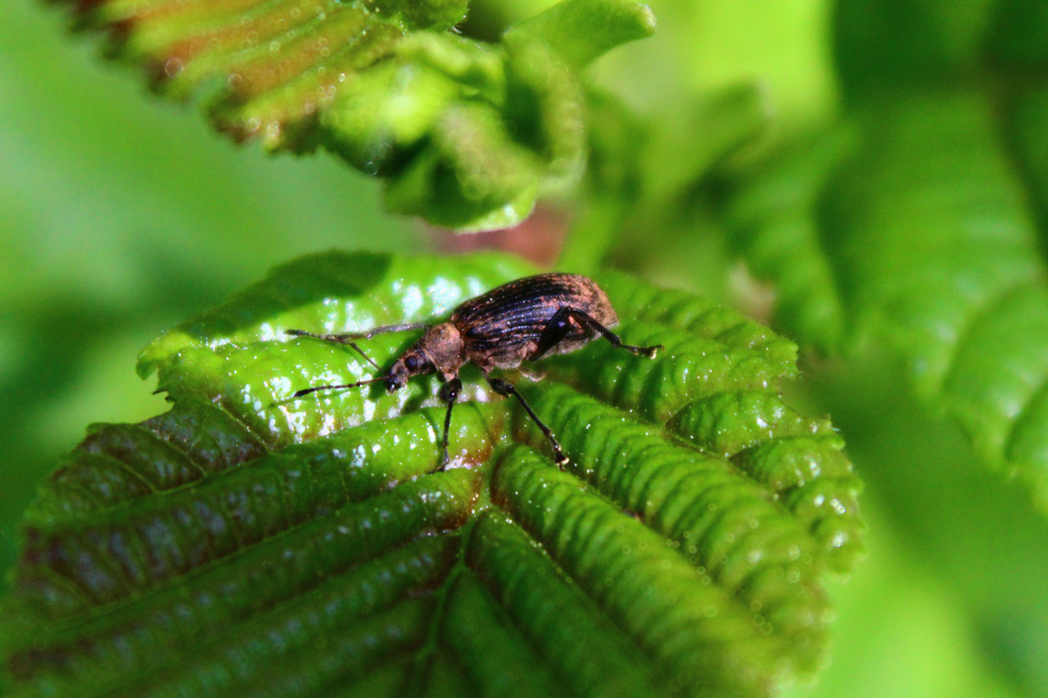 Phyllobius