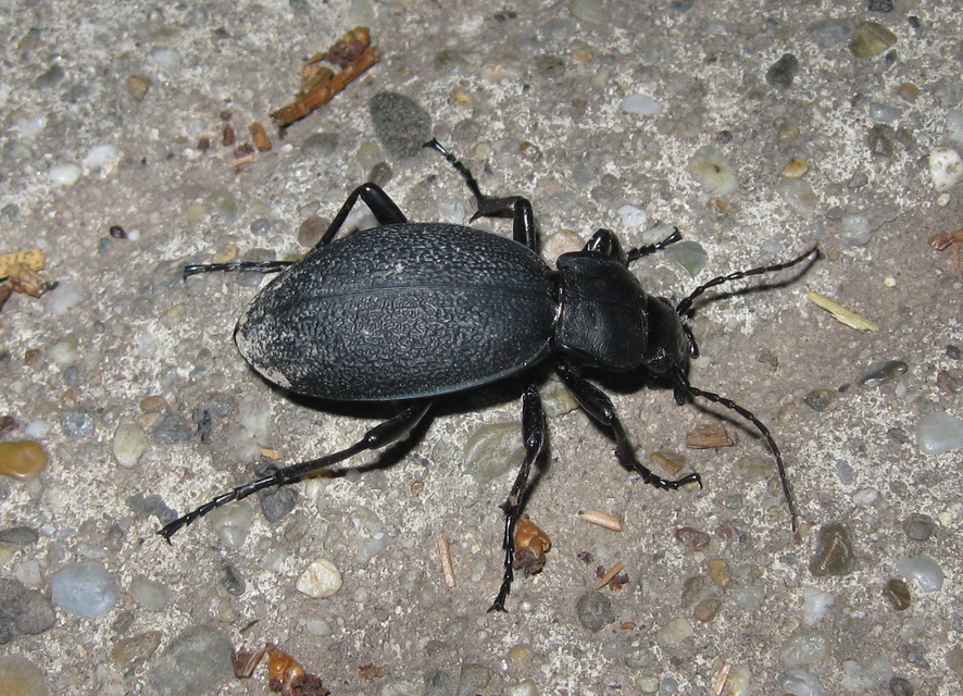 Carabus coriaceus - bőrfutrinka Carabus coriaceus - bőrfutrinka