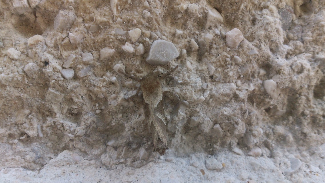 Triodia sylvina - kis gyökérrágólepke