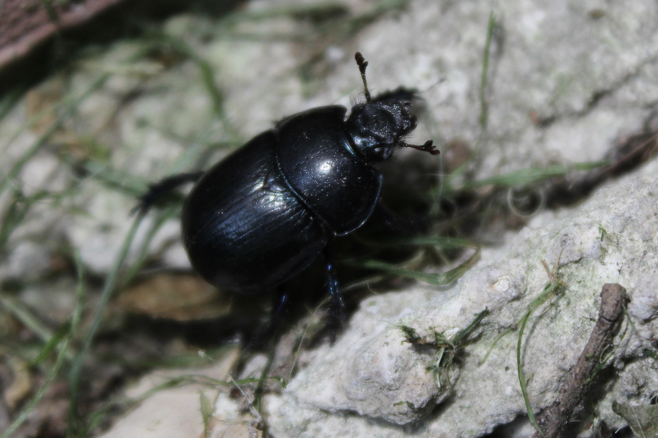 Anoplotrupes stercorosus - erdei álganéjtúró