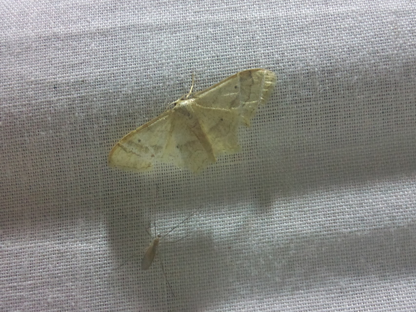 Idaea aversata - nagy sávosaraszoló