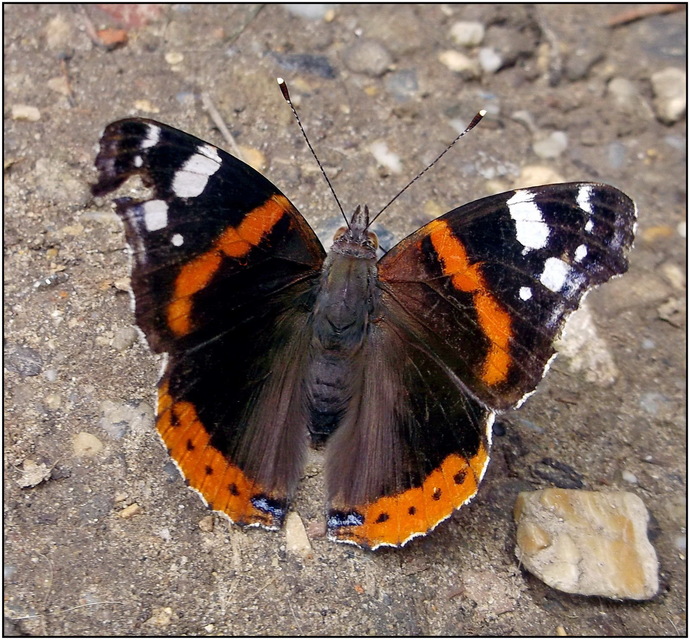 Vanessa atalanta - atalantalepke