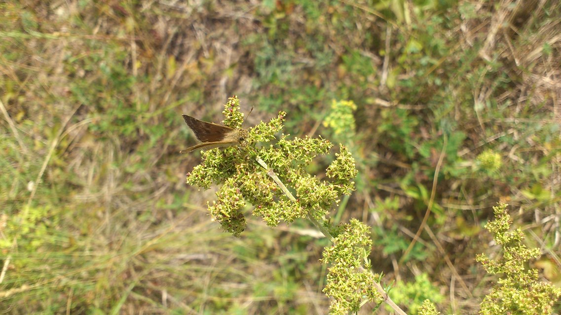 Erynnis tages - cigánylepke