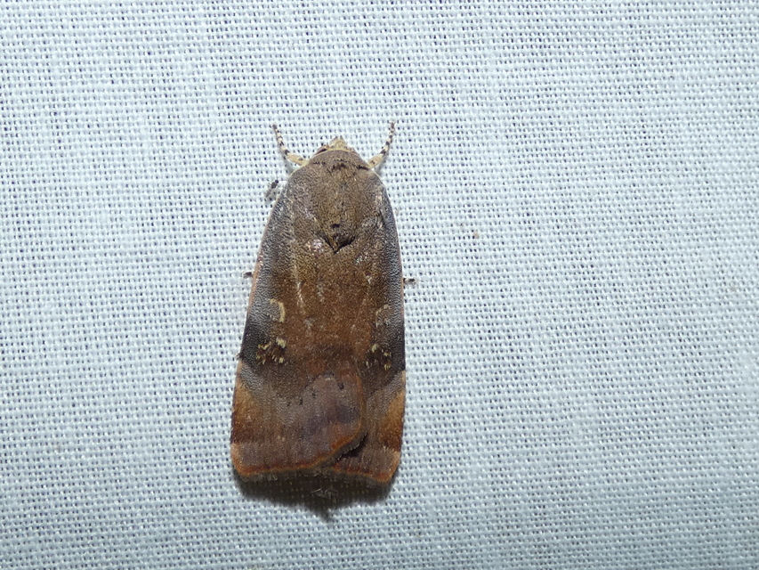 Noctua janthe/janthina