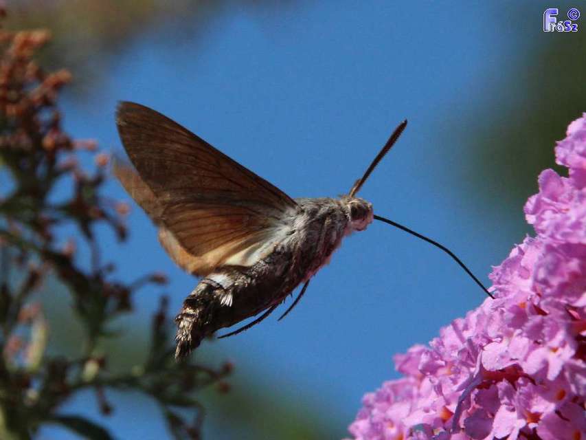 Macroglossum stellatarum - kacsafarkú szender