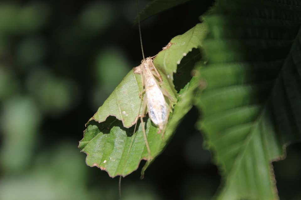 Oecanthus pellucens - pirregőtücsök