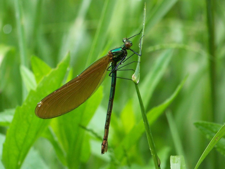 Calopteryx virgo - kisasszony-szitakötő
