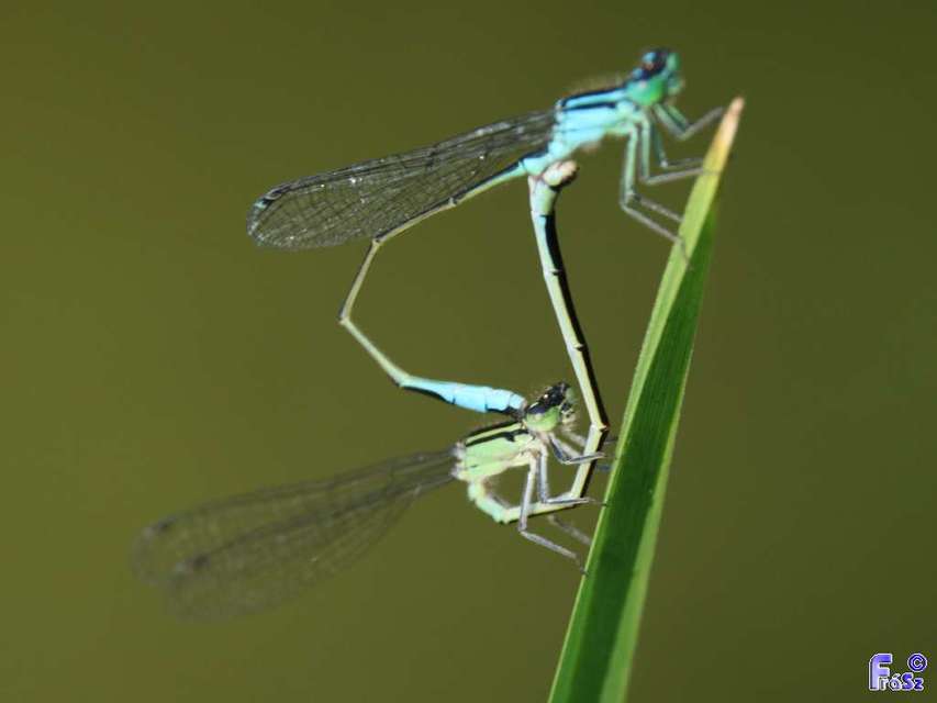 Ischnura elegans