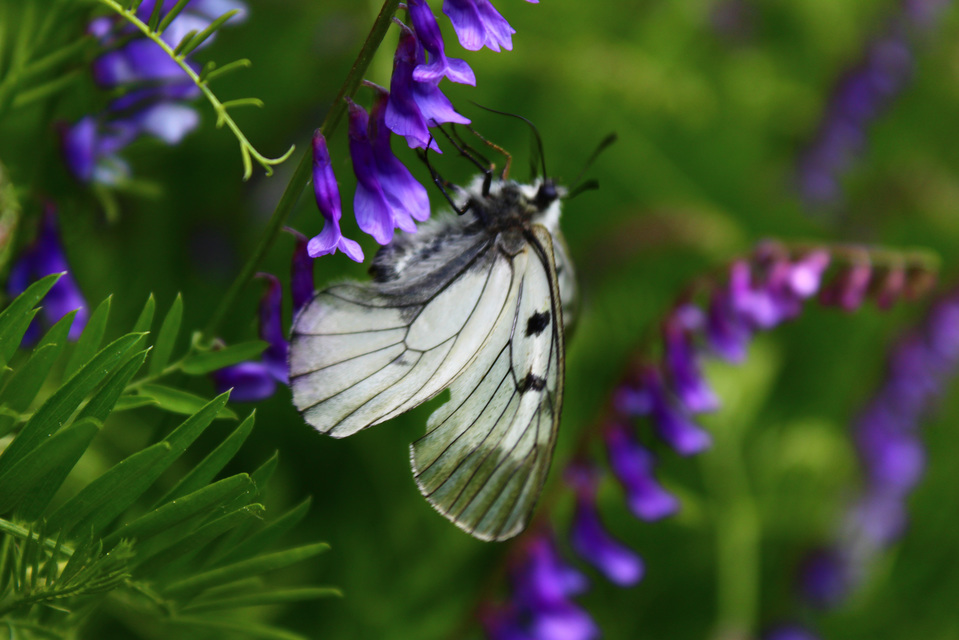 Parnassius mnemosyne - kis apollólepke