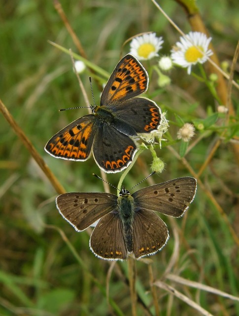 Lycaena tityrus - barna tűzlepke